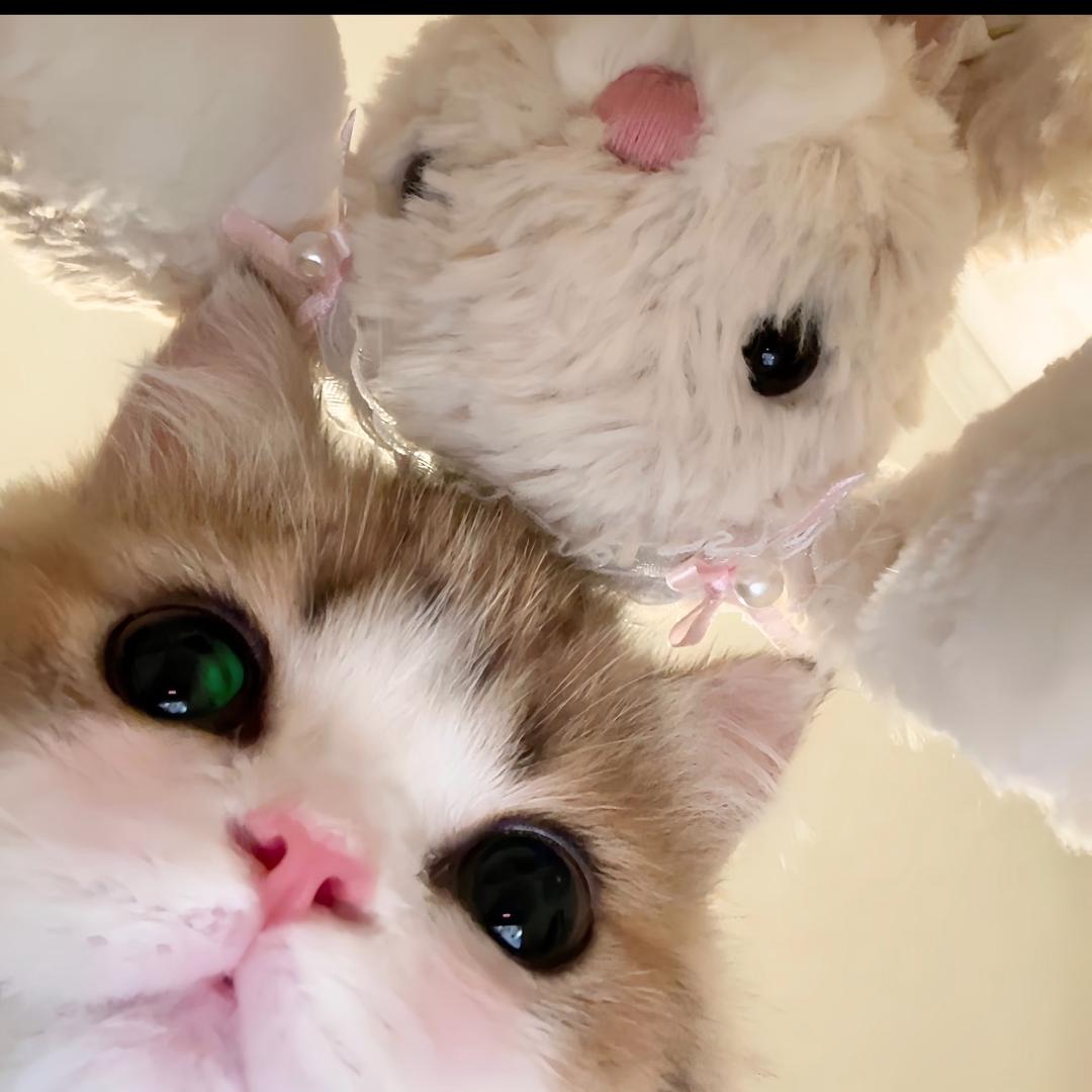 珍珠忧郁兔子狗