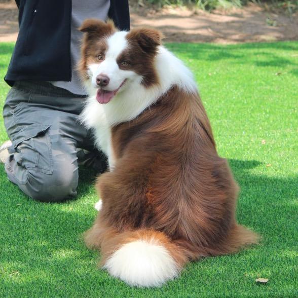 赵县老男孩宠物训犬优品店