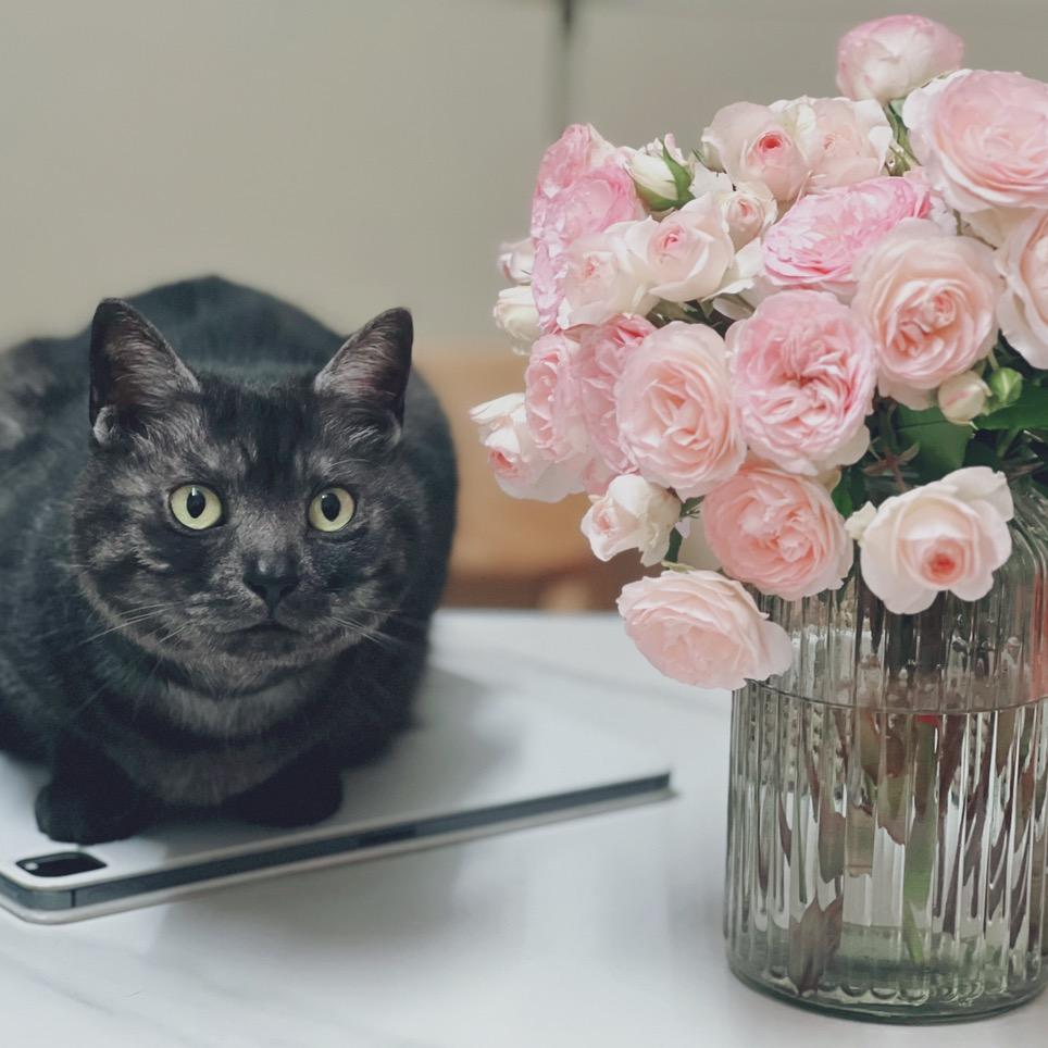 两只猫咪🐱