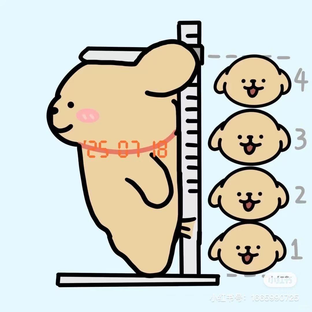 鸡腿一定要红烧