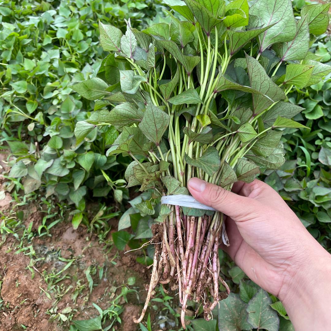 现代农业千亩红薯育苗基地