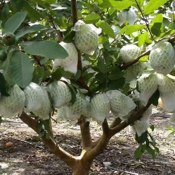 强哥的种植日记
