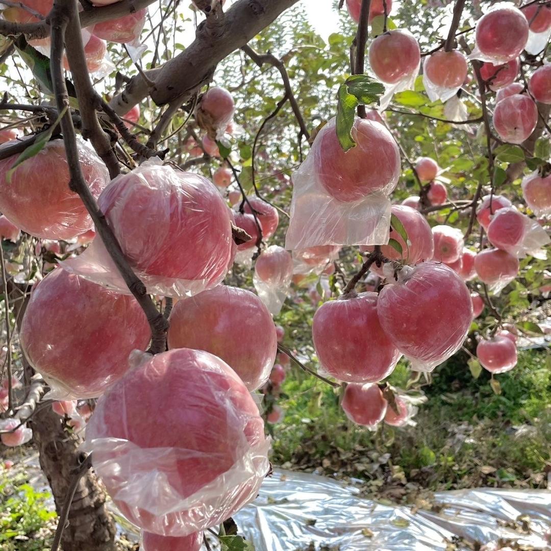 味派田甄选-猕猴桃