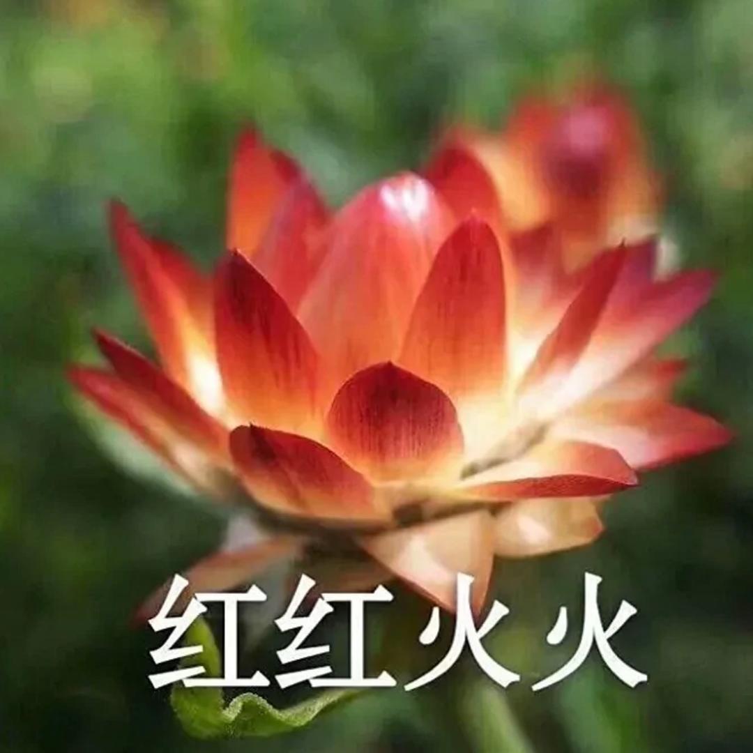 李书涵