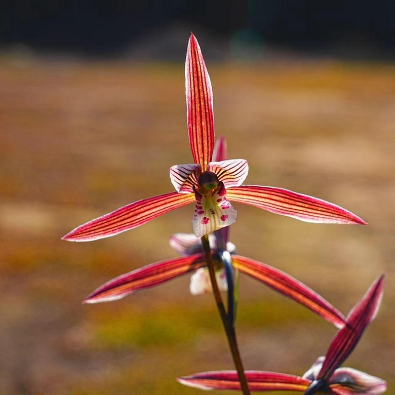 雾隐兰花