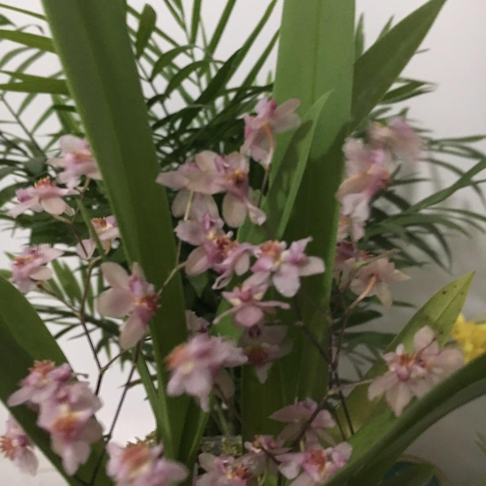 七七A