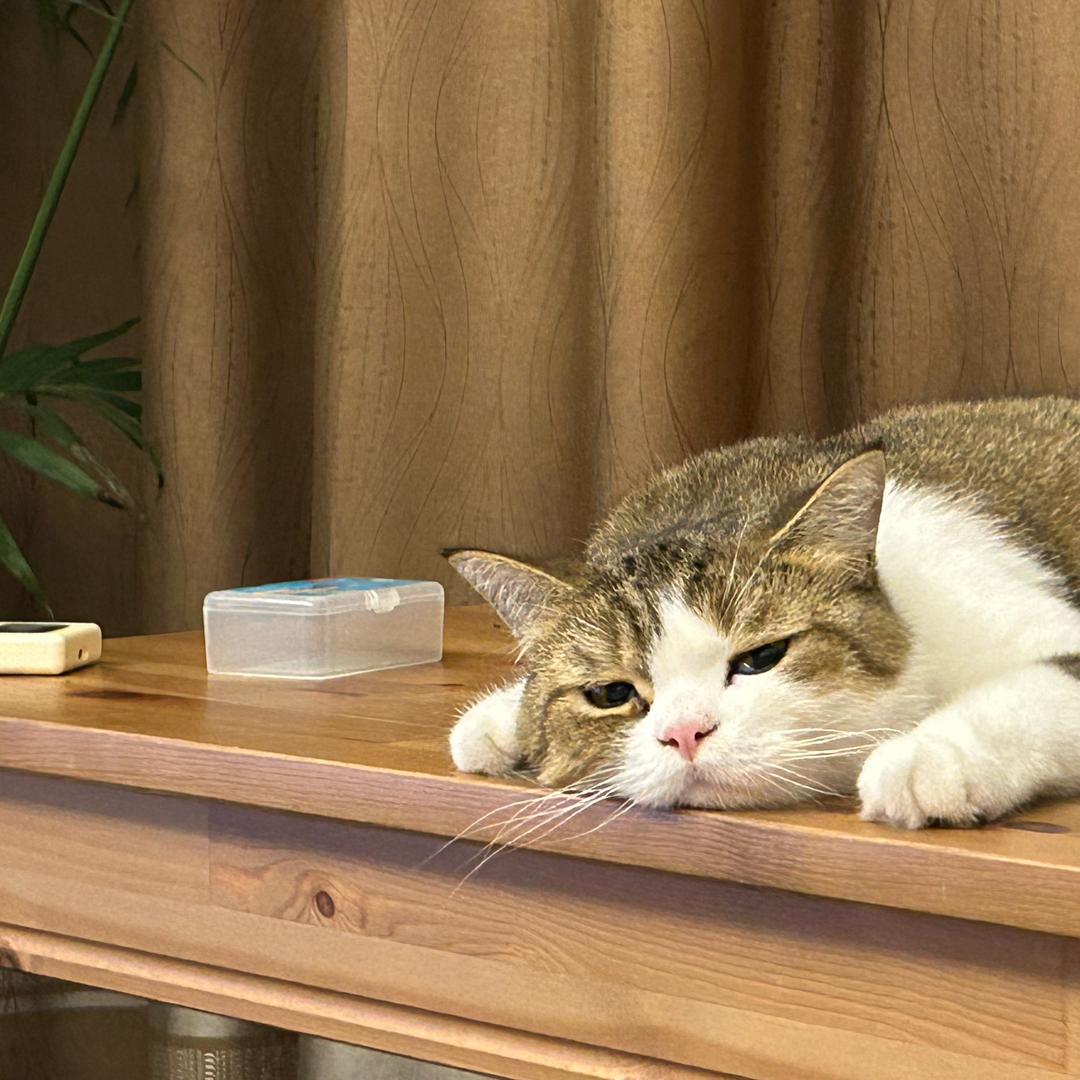 落云宗药园看守Anko