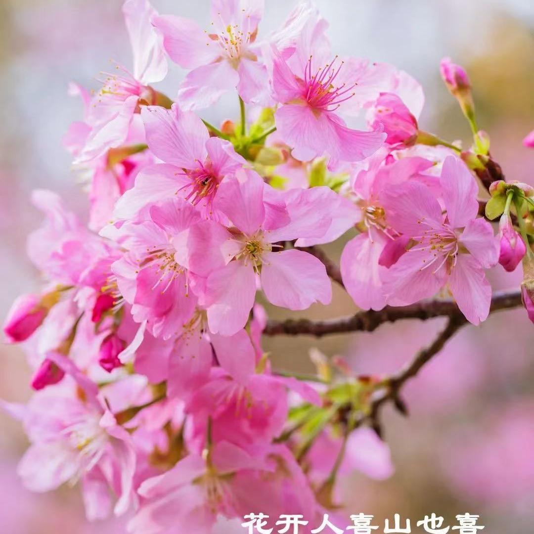 爱瑜伽爱茶的小屹