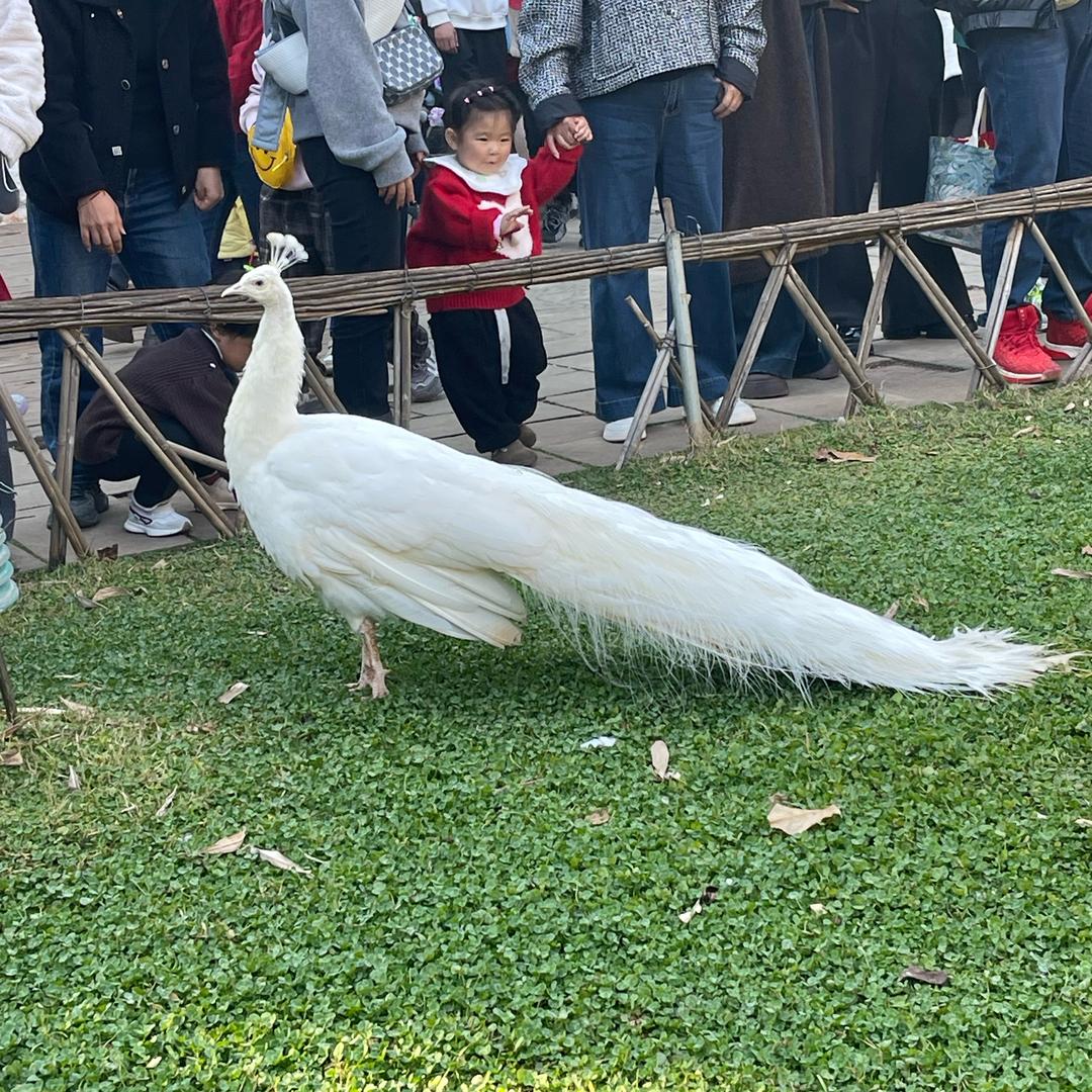圆辰