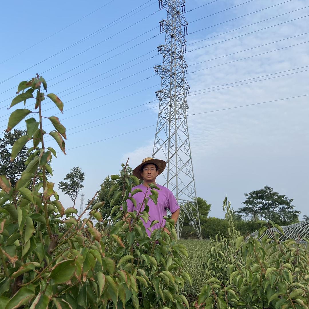 莱州老栾野梅盆景苑