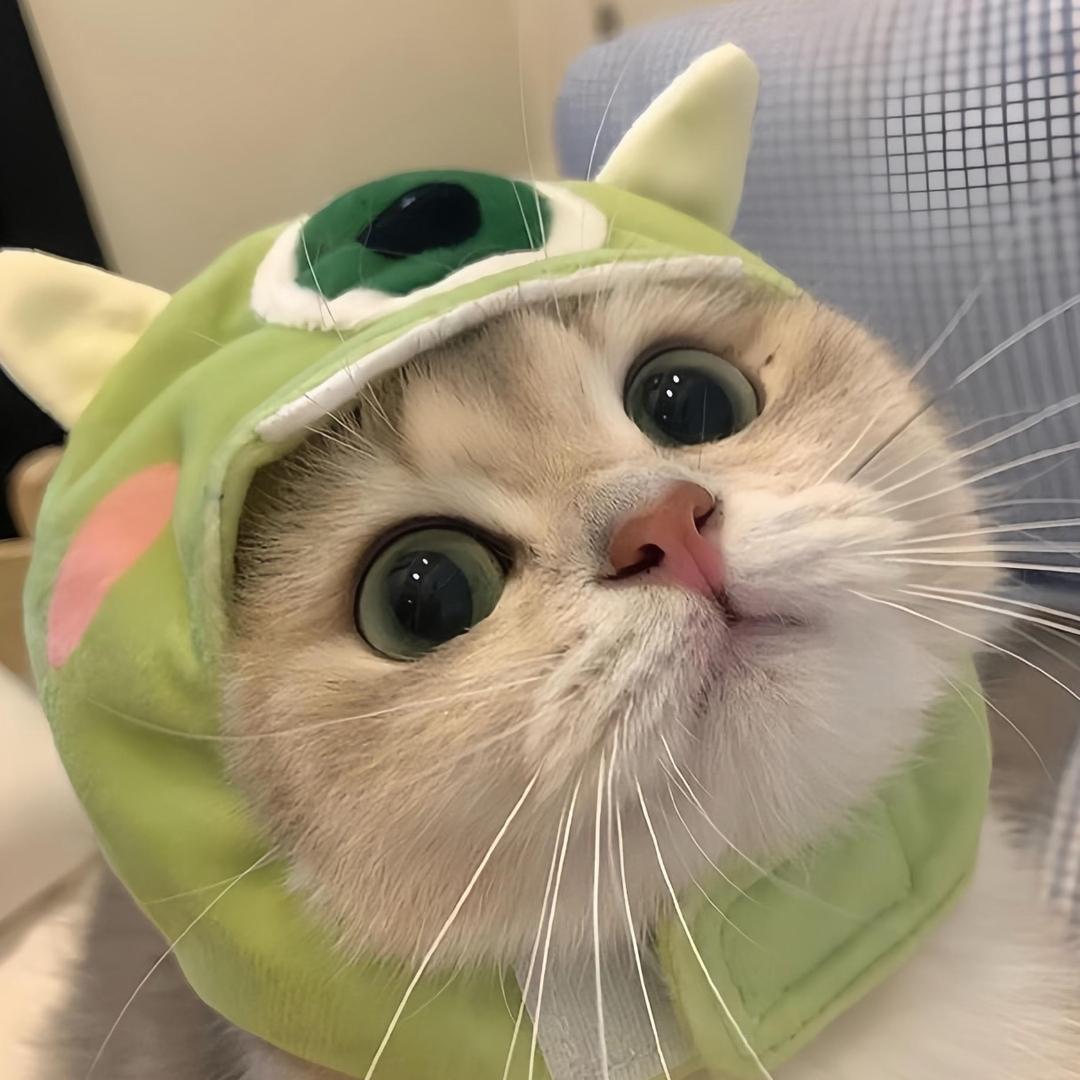 你的猫爱拍照📷（壁纸）