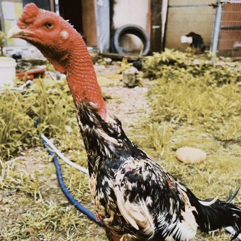 战将访🐔