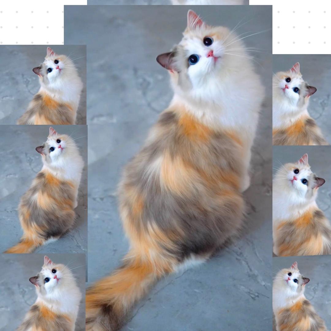 秋雅和她的稀有色布偶们