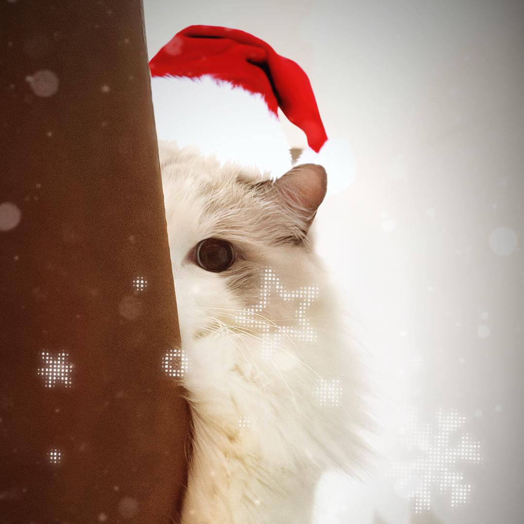 今晚一定早睡（1.7生日版