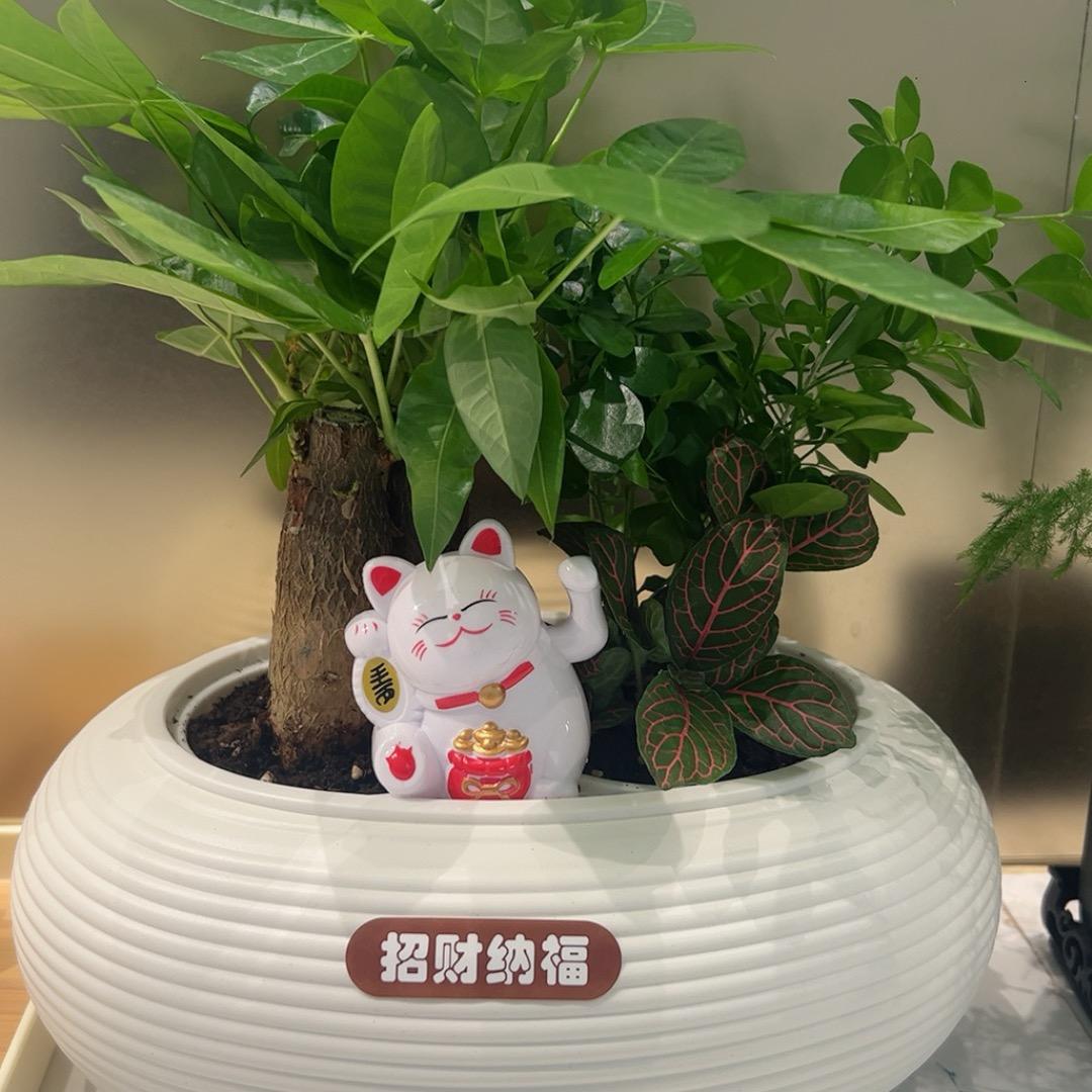 鄂州哒Vivi-财神爷的小宝贝