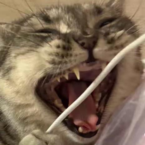 花花爱吃竹子🐼