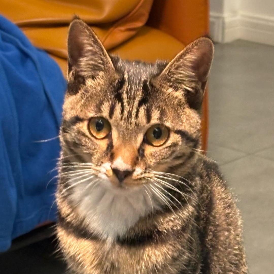 猫咪多多和元宝