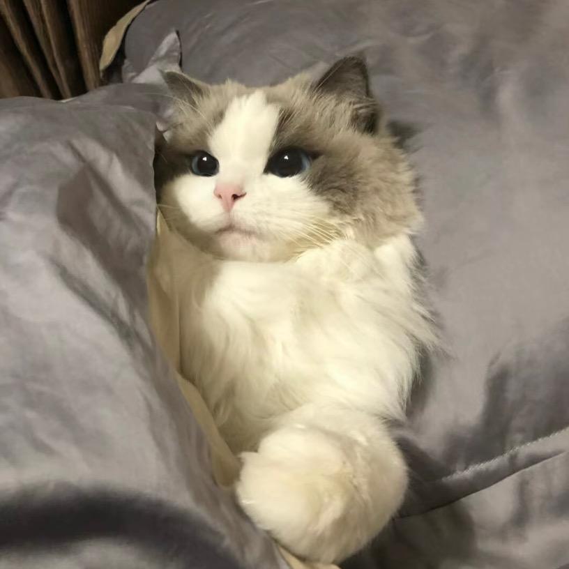 加菲猫不肥