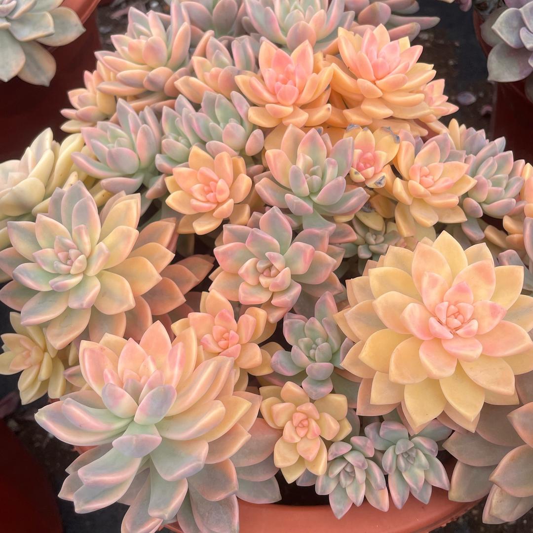 半溪花卉园艺坊