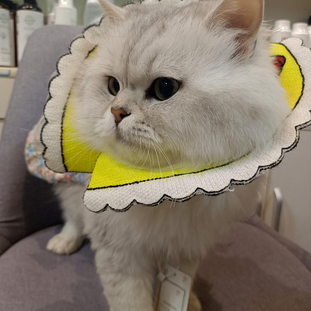 天猫养车（澜都园店）