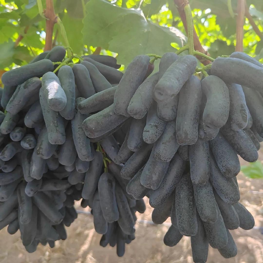 蓝宝石🍇随便吃