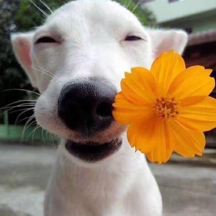 九月的🈷️🐰