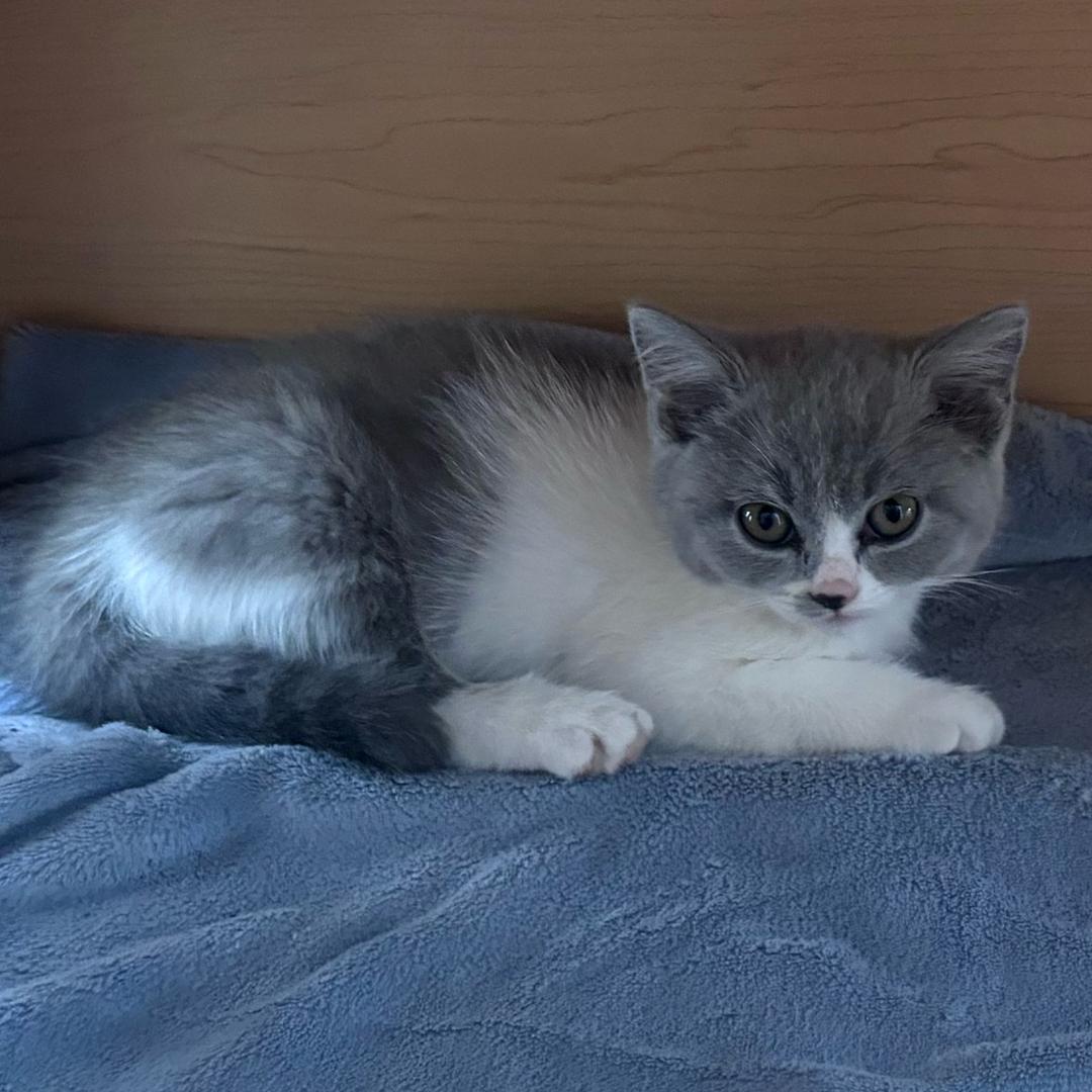 可爱的小猫嘟嘟在家里竟被多名人类轮流抚摸