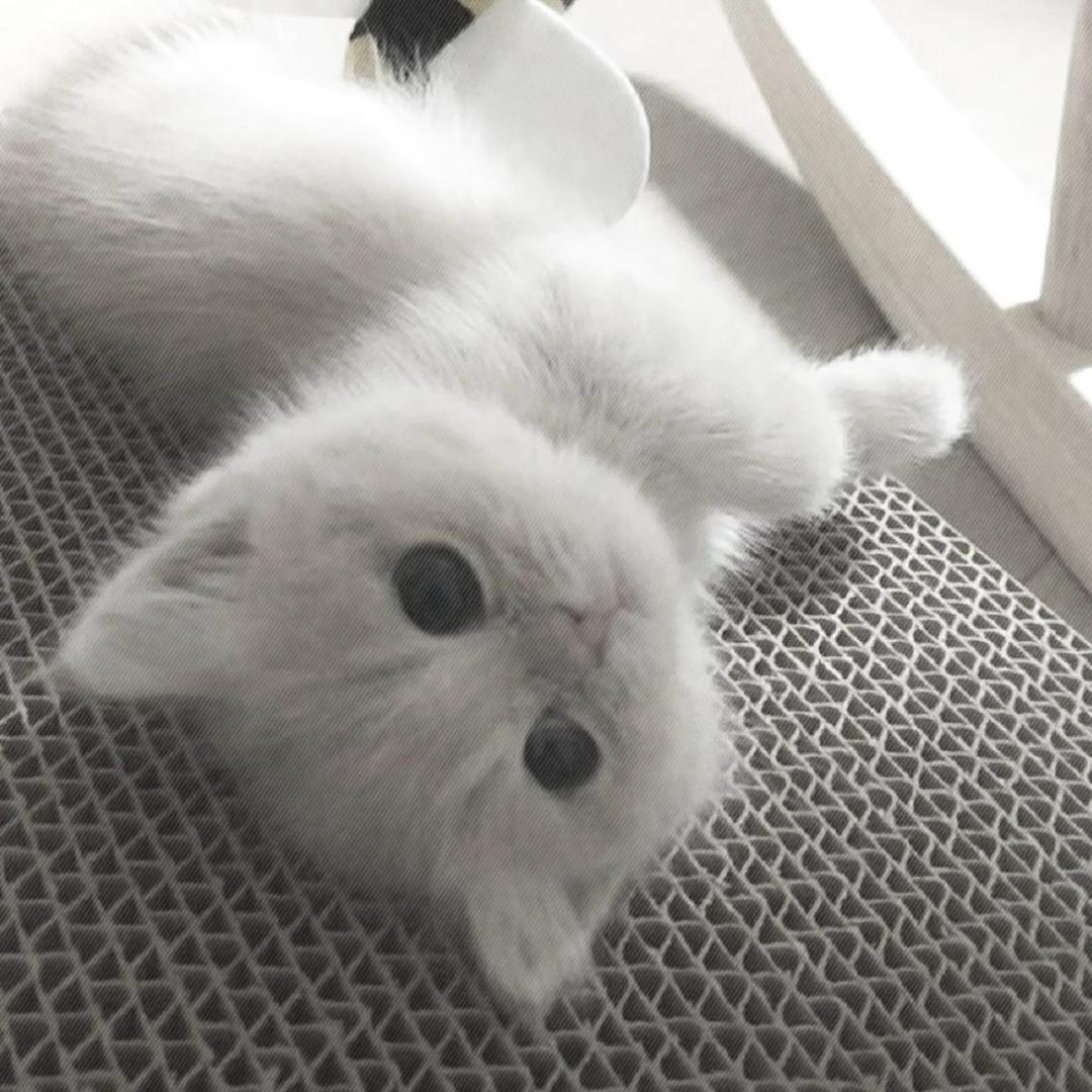 胆小鬼