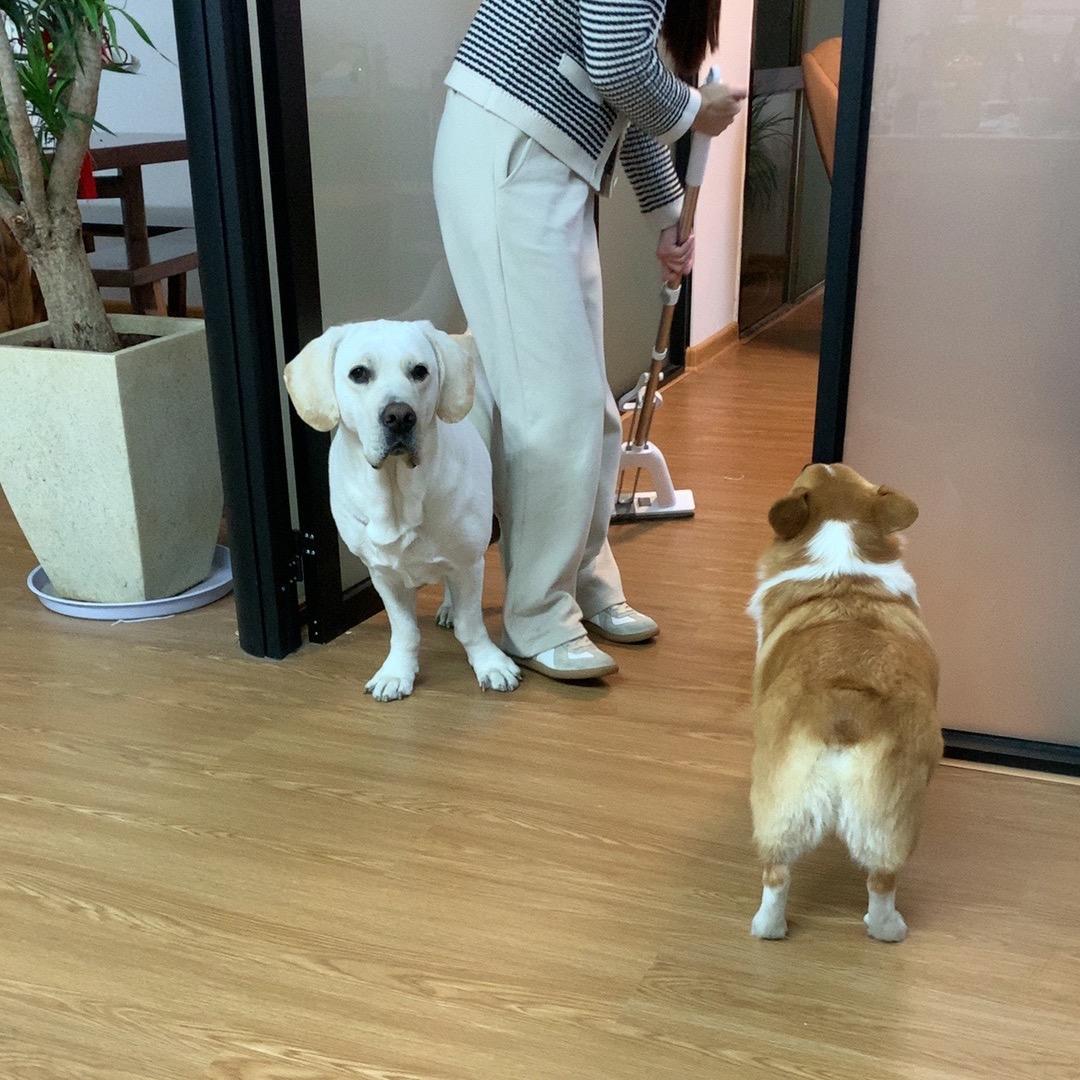 琪琪努力生活