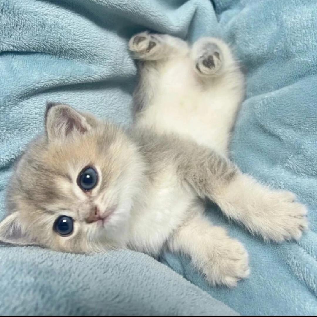 亦威（南昌猫舍）