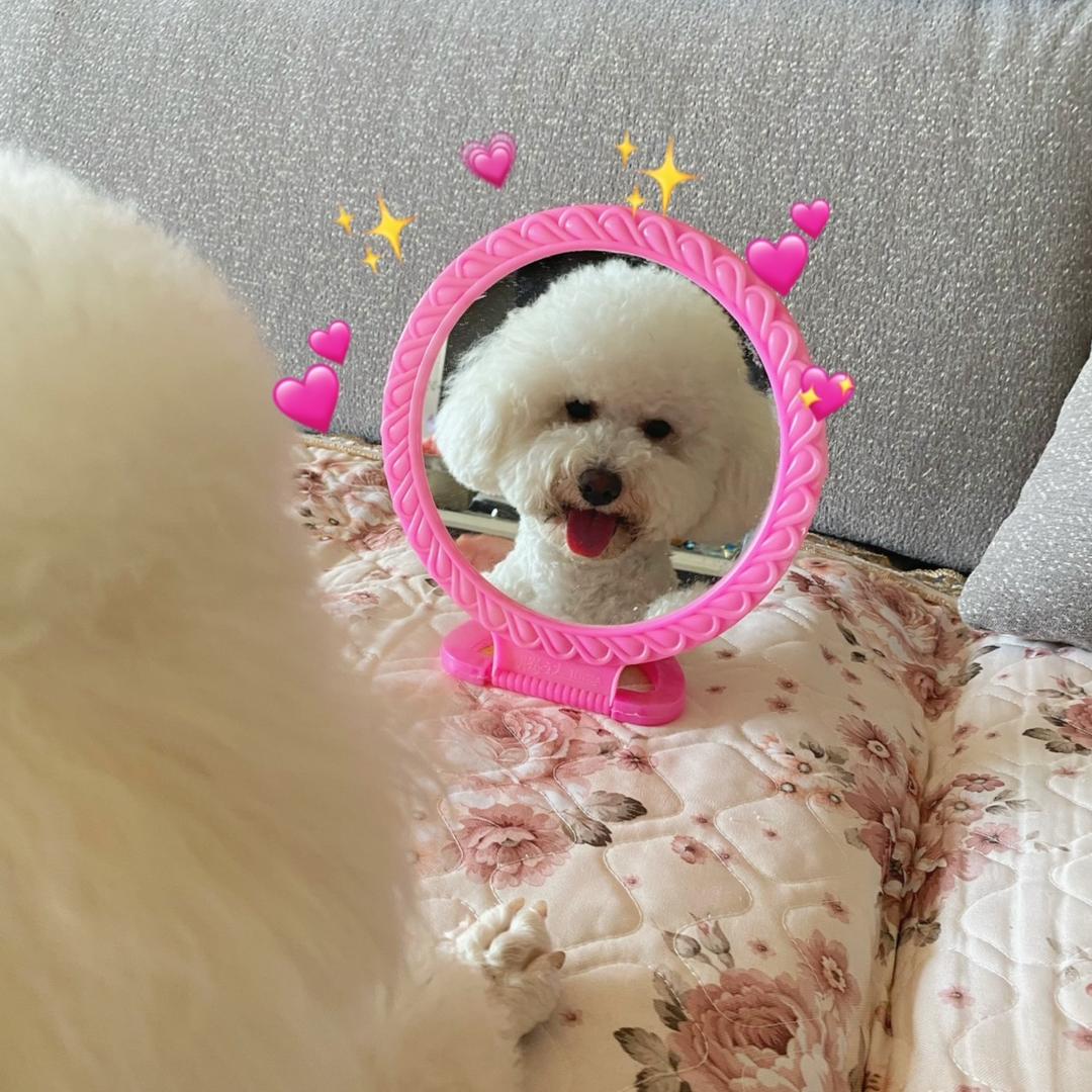 陈平安是一只比熊🌟