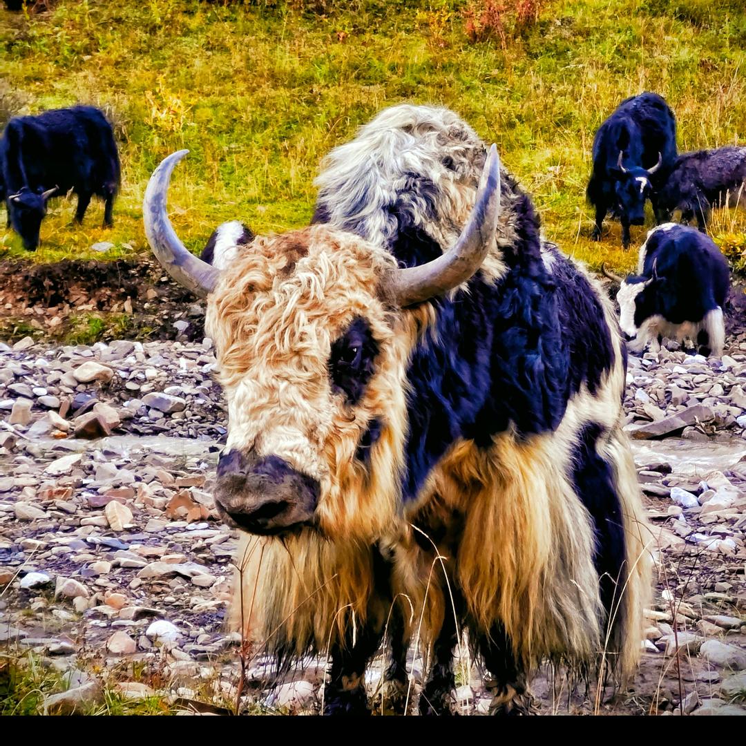 བོད高原牦牛🦬肯通瓦