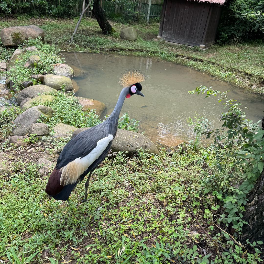 小玲玲