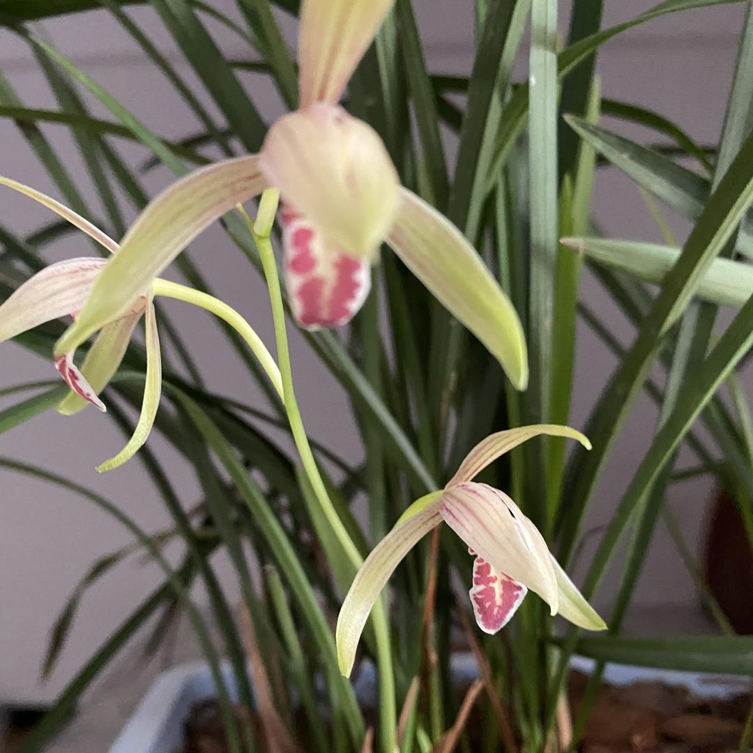 雅石阁（黄蜡石）