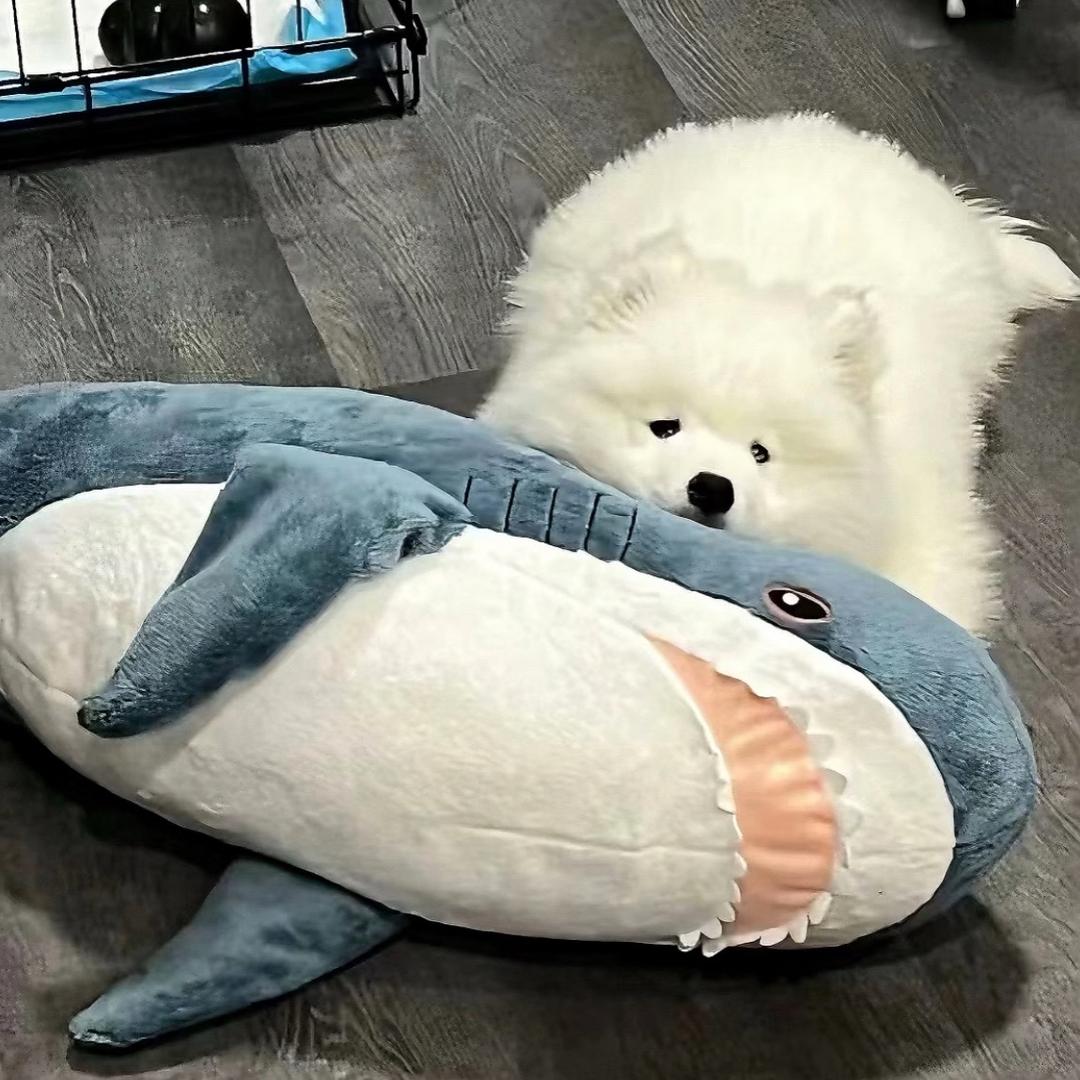 🙈糯米团子猴🍟