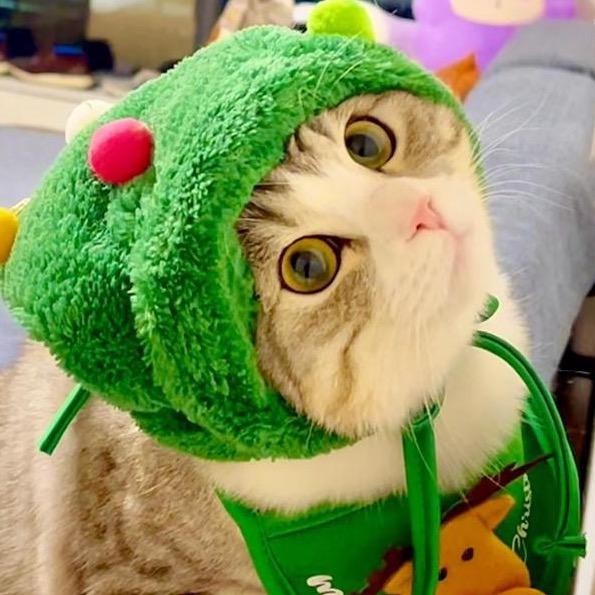 🎃南瓜饼（五粉银虎斑）