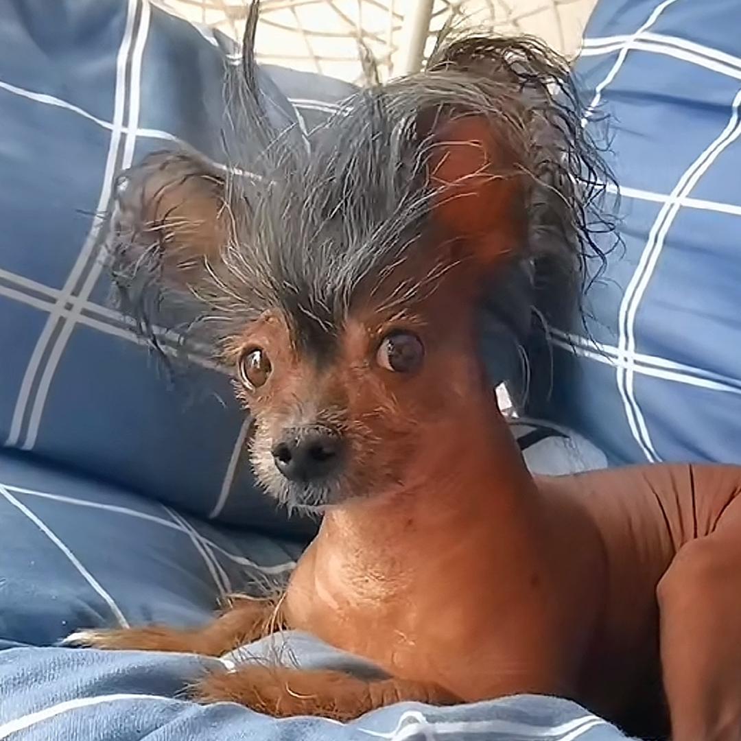 悟空家的冠毛犬