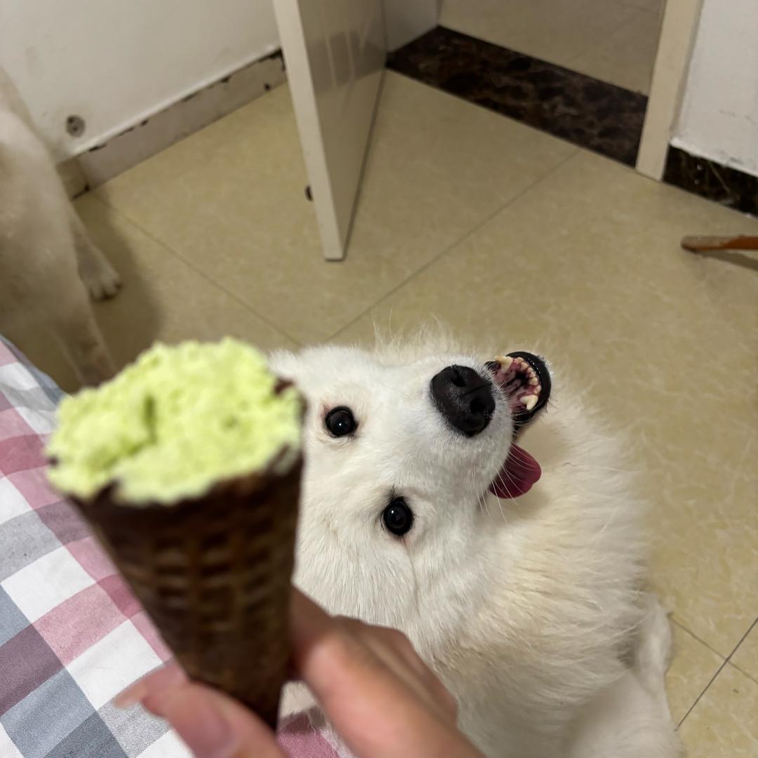 小狗招财