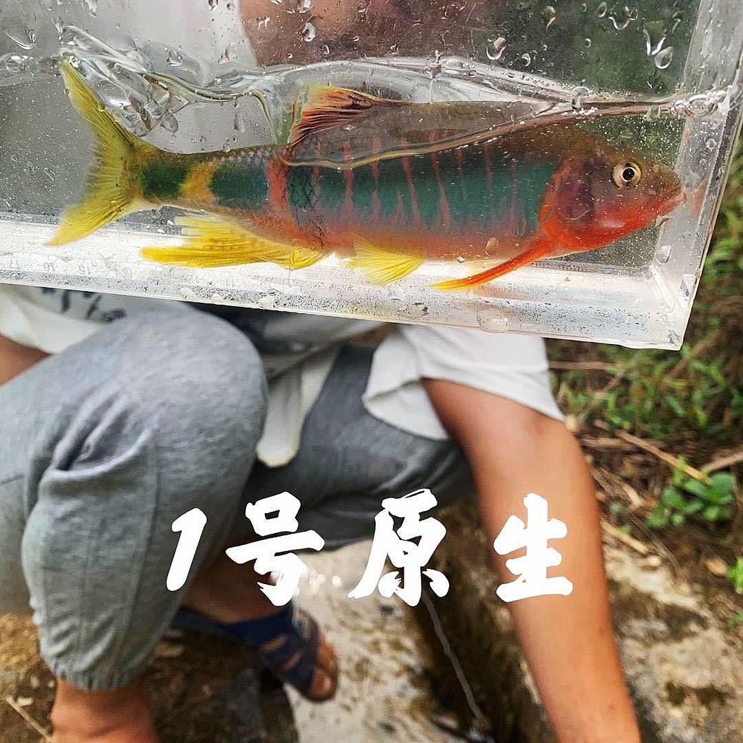 1号原生水族  甄选