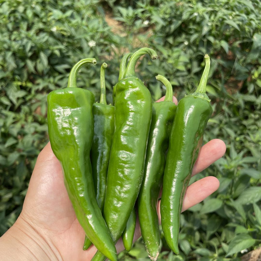 腾飞果蔬优品