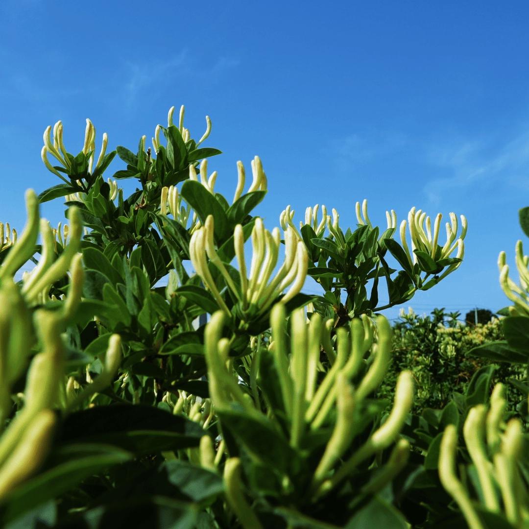 平邑康迪农副产品严选