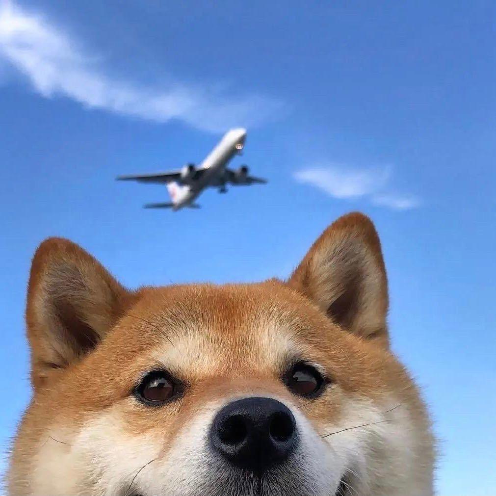FAIST✈️