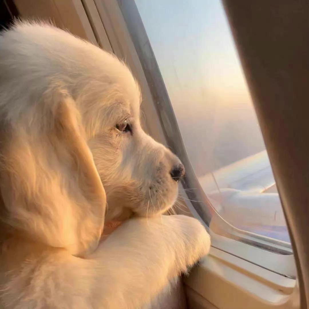 狗头