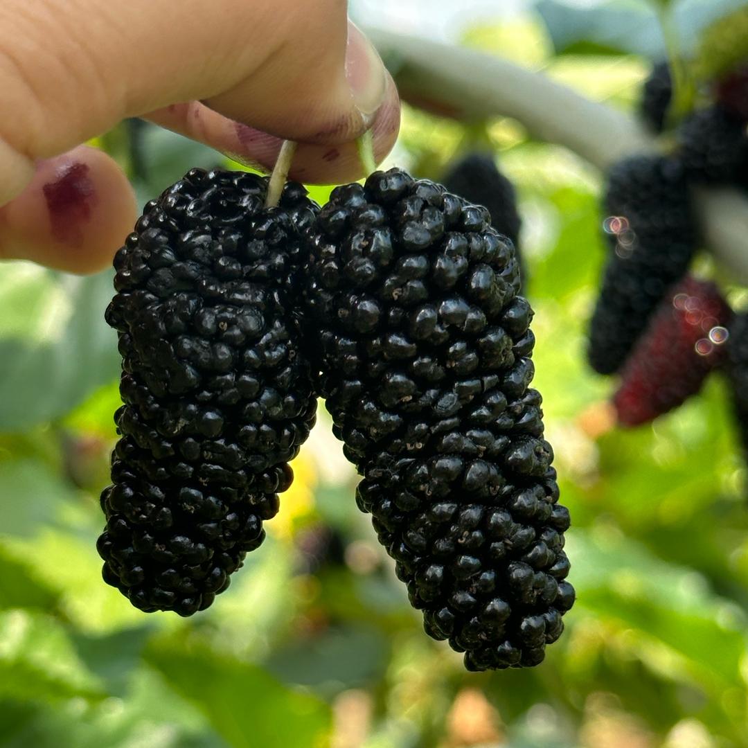 小美水果采摘园（桑葚，桃，梨）