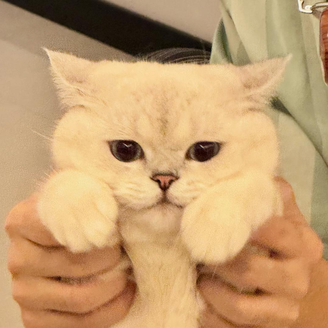 摸摸是只哈基米