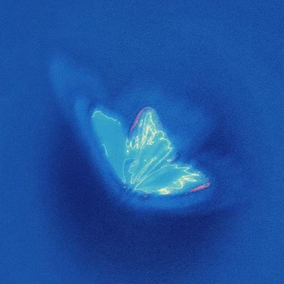 鲁卡是只萨摩耶