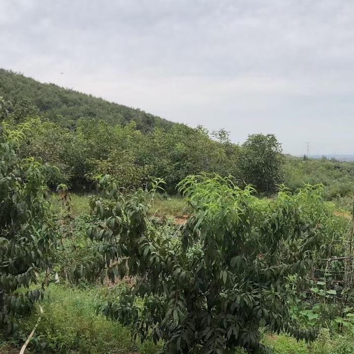 华帝(旭日店)专用号