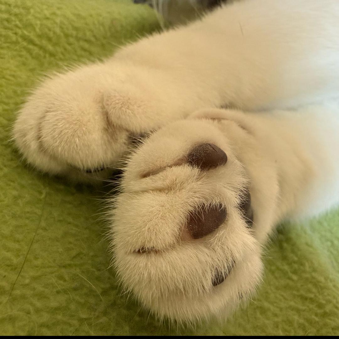 不吃早餐