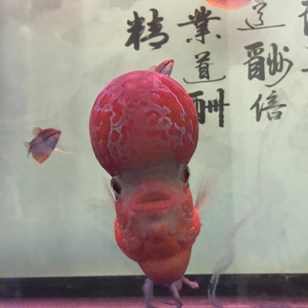 🌈一顿能吃三碗饭