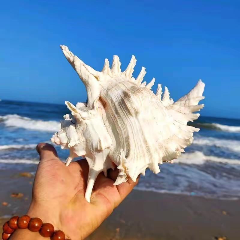 阿响赶海